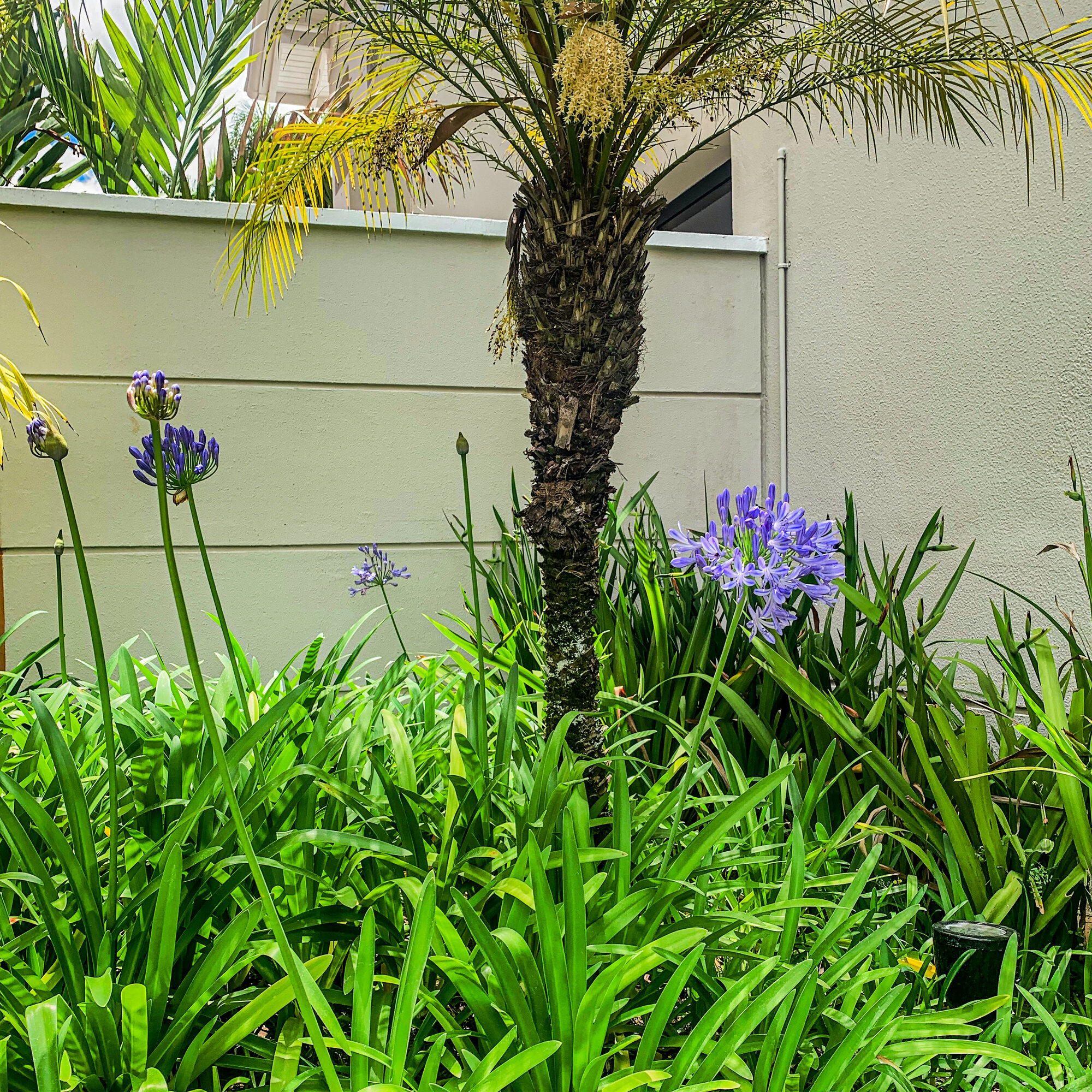 Jardim Gramado