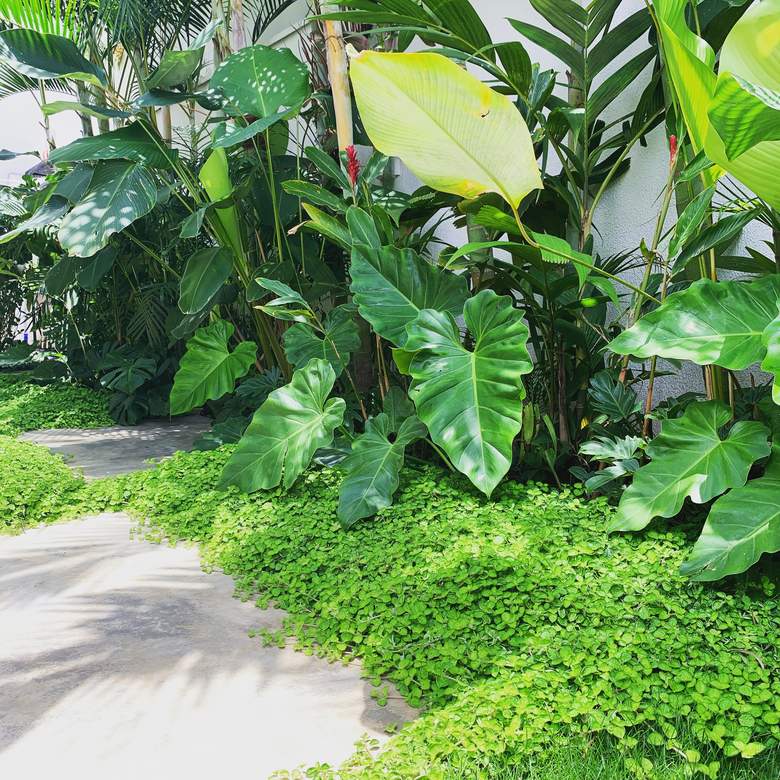 Jardim Mais Tropical