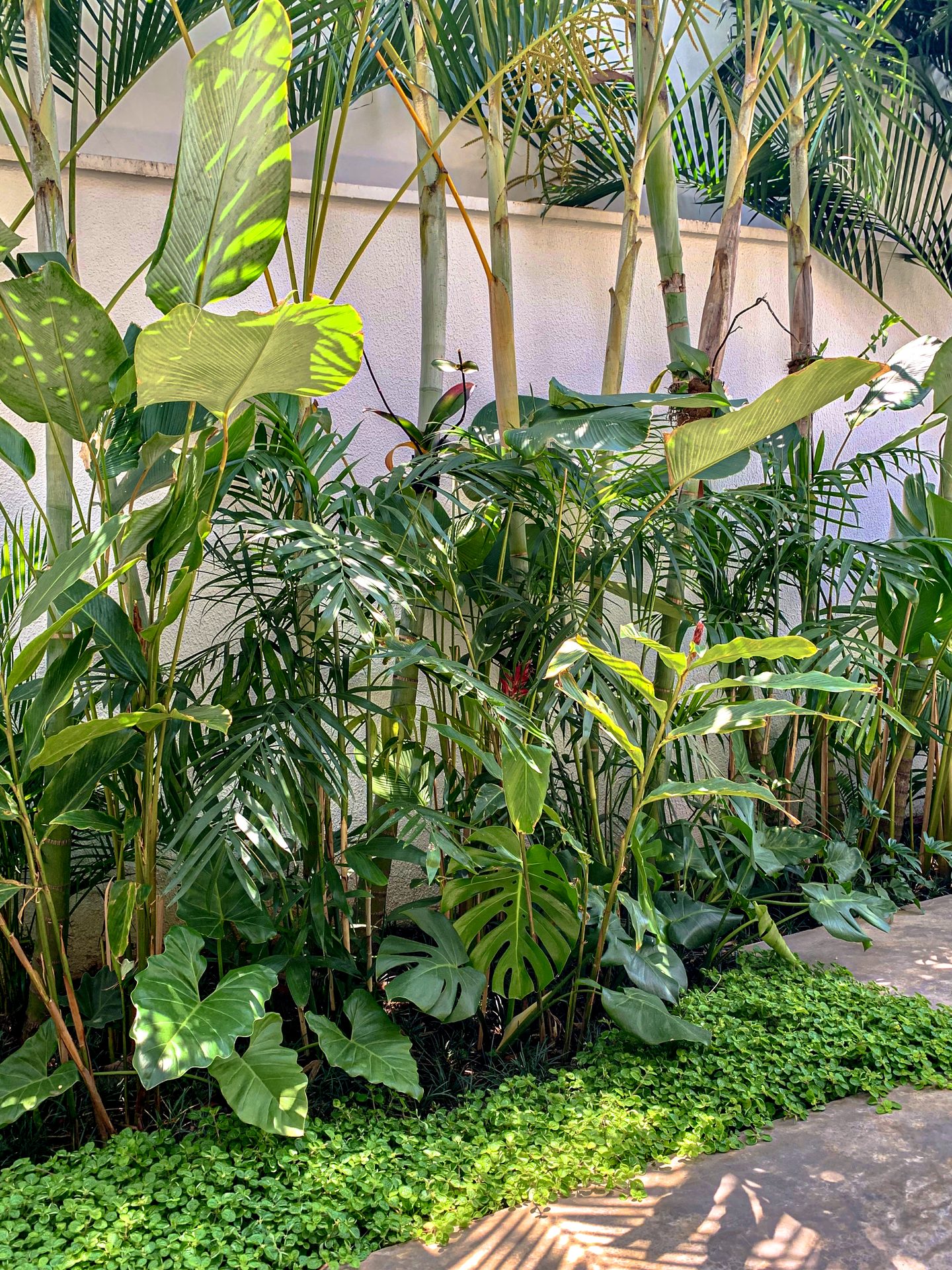 Jardim Mais Tropical
