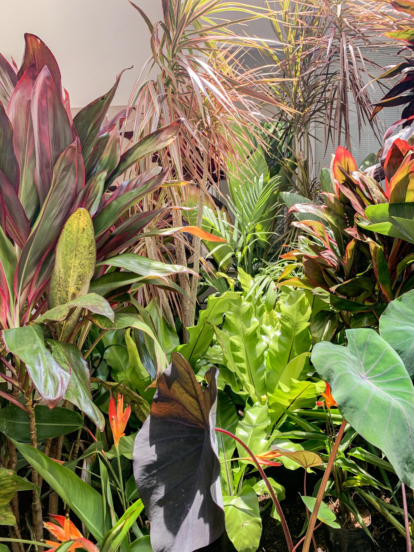Jardim Mais Tropical