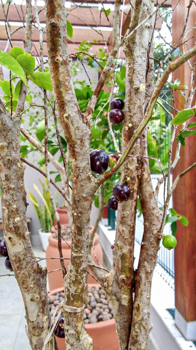 Jardim Mais Tropical