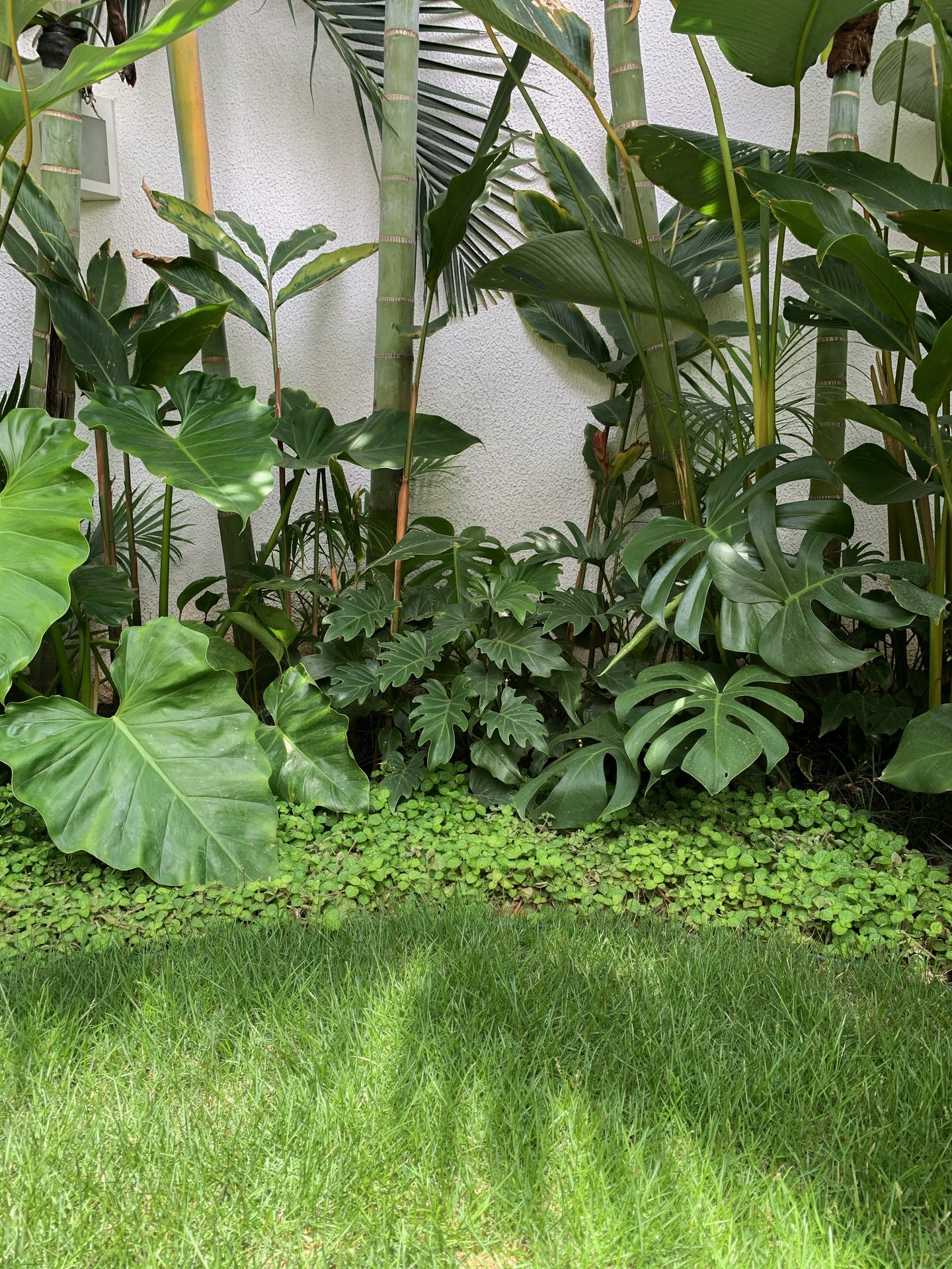 Jardim Mais Tropical