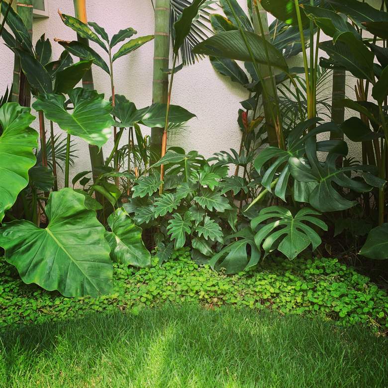 Jardim Mais Tropical
