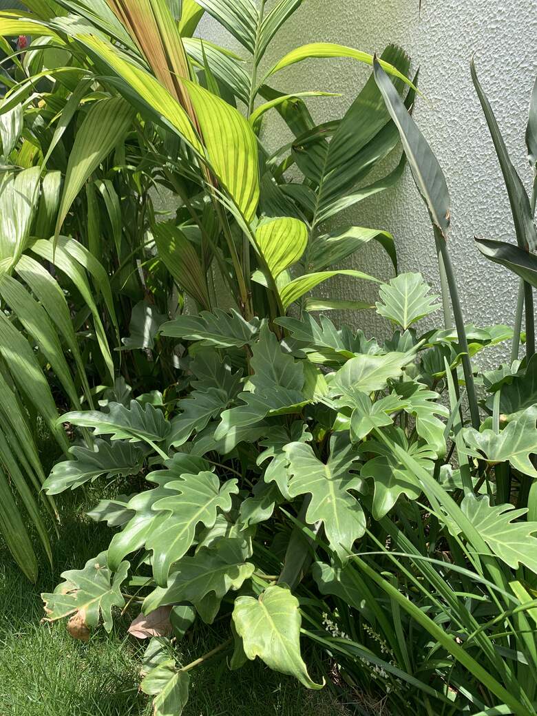 Jardim Mais Tropical