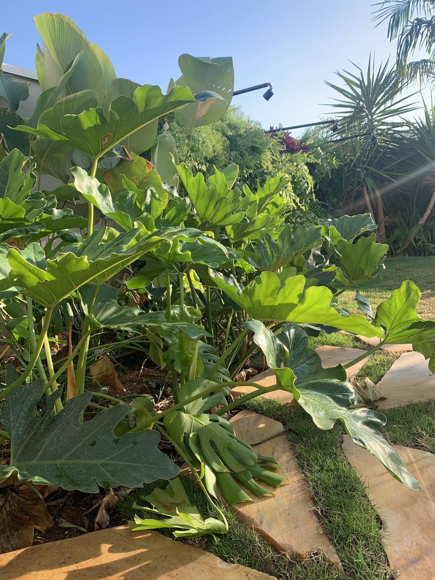 Jardim Abraço