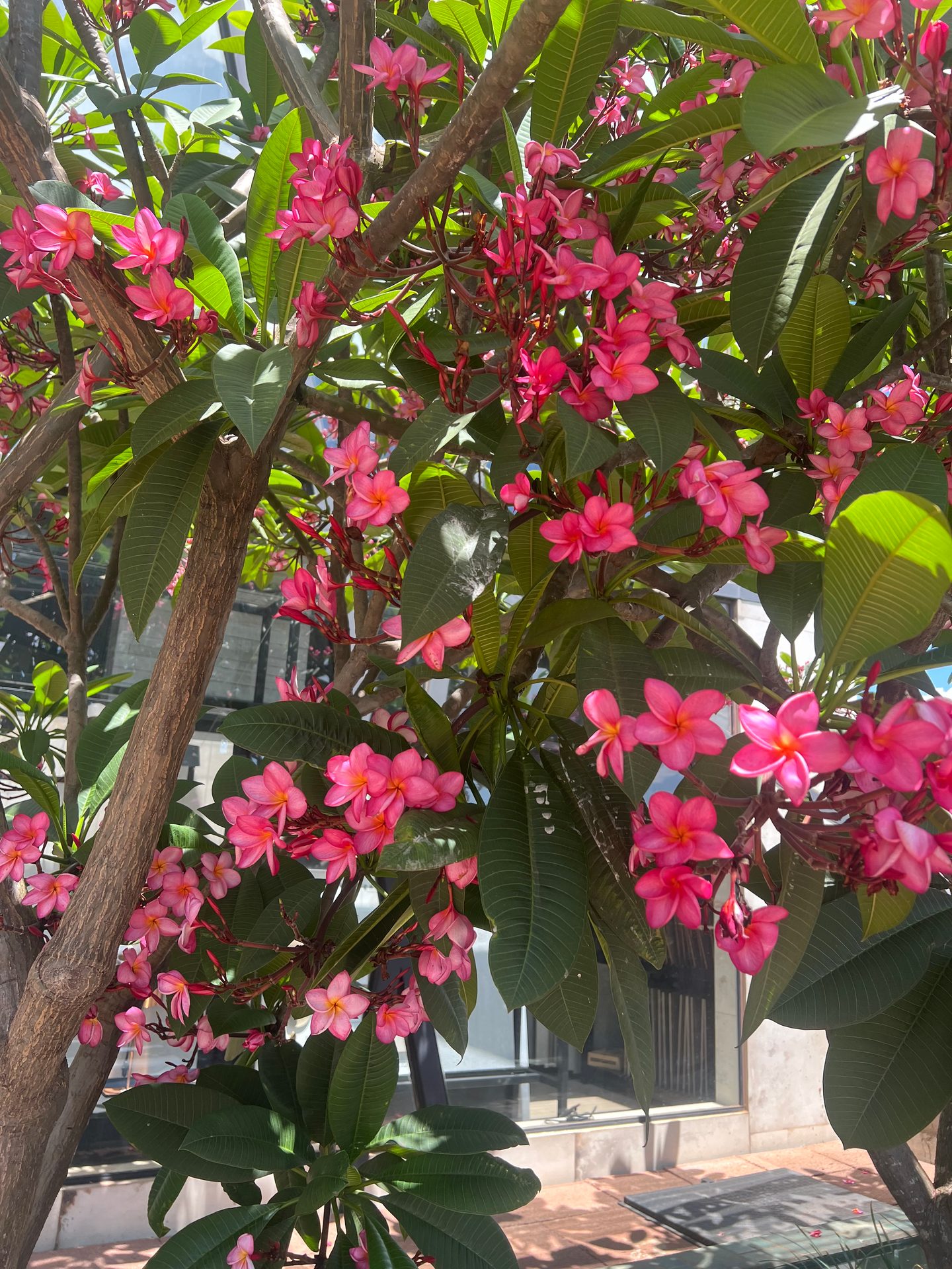 Jardim Kaza Mais