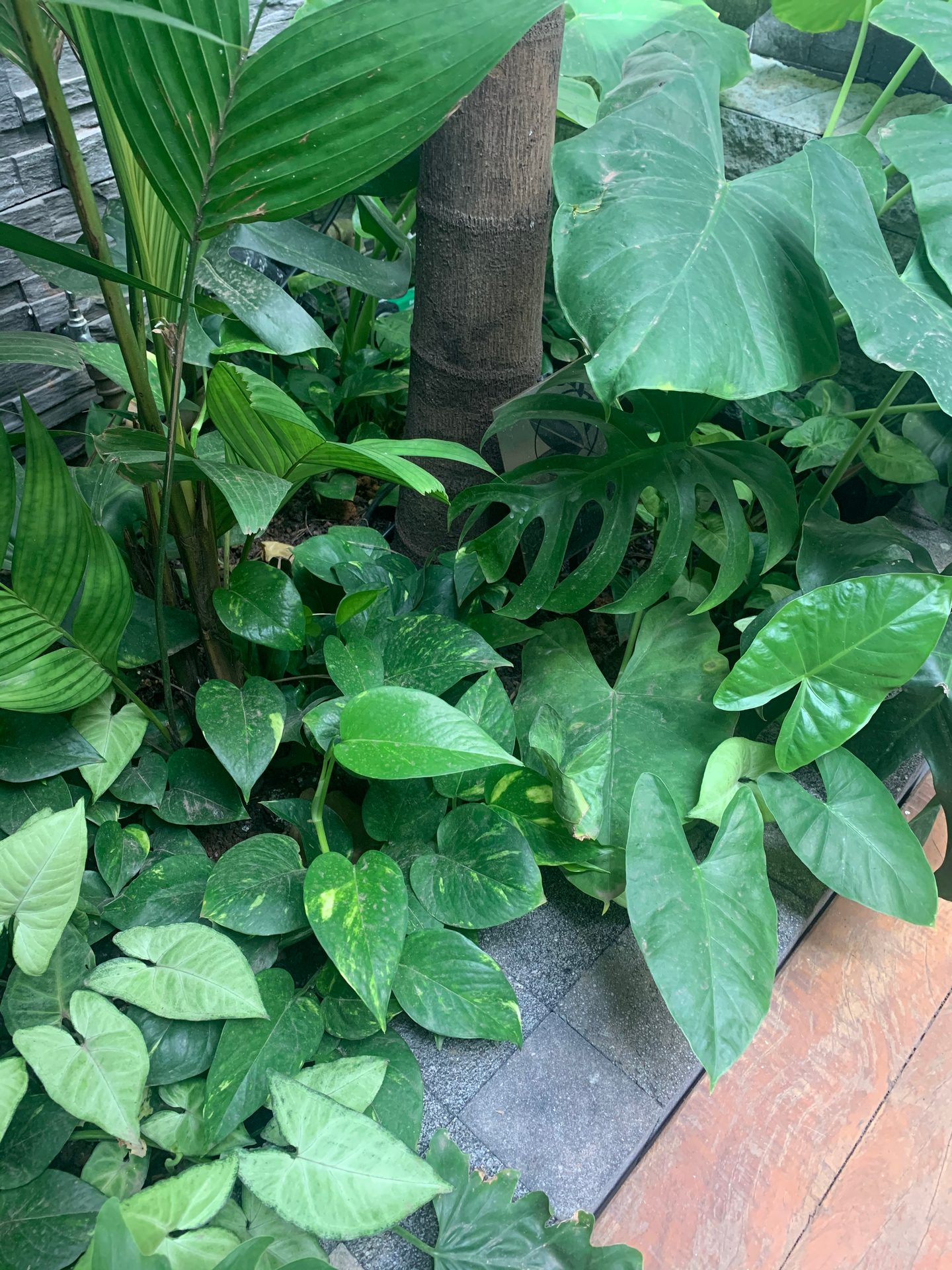 Jardim Kaza Mais