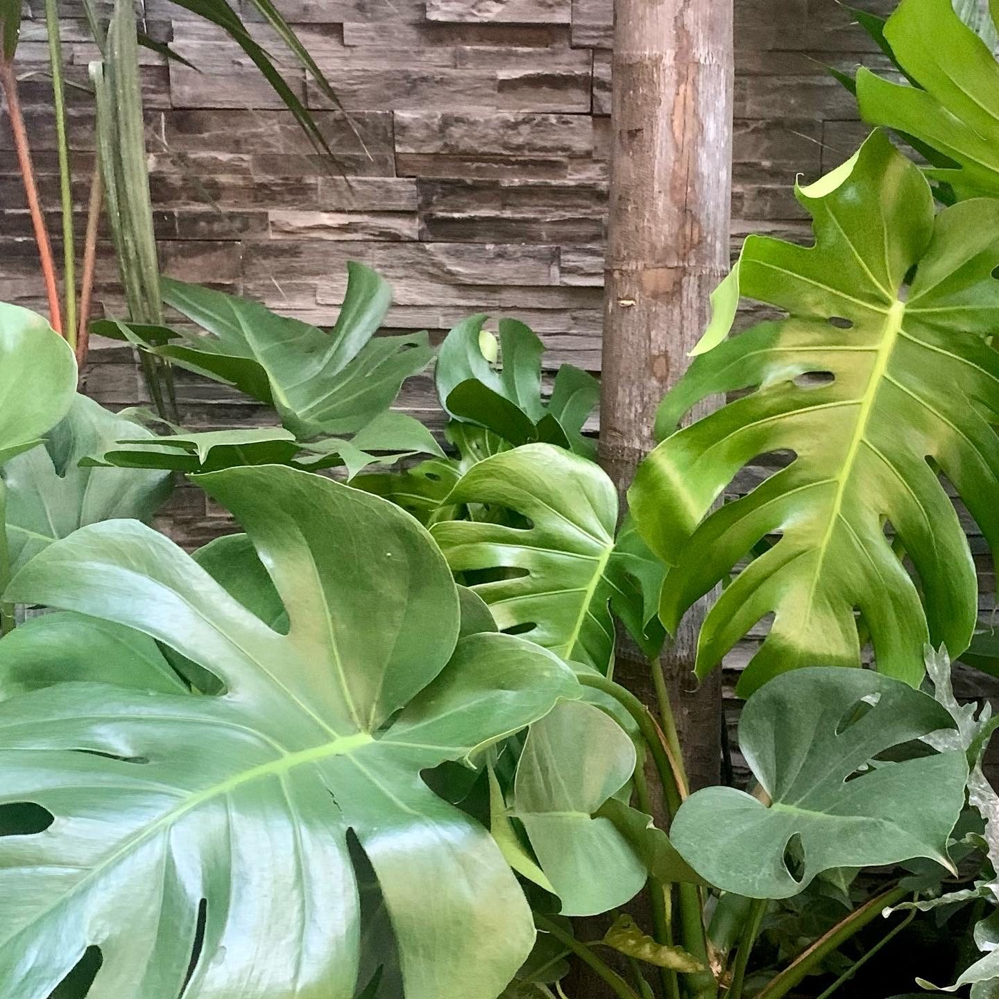 Jardim Kaza Mais
