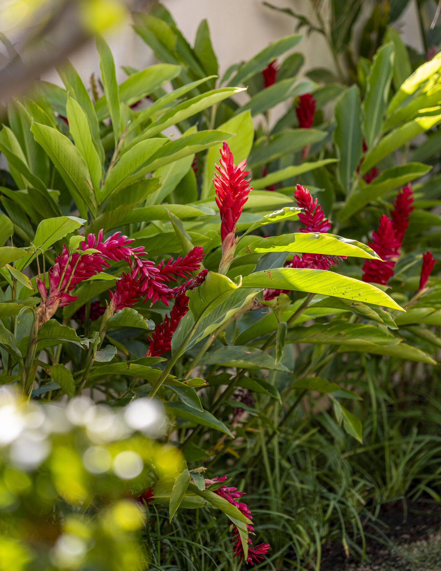 Jardim Entre Linhas e Folhagens — MP
