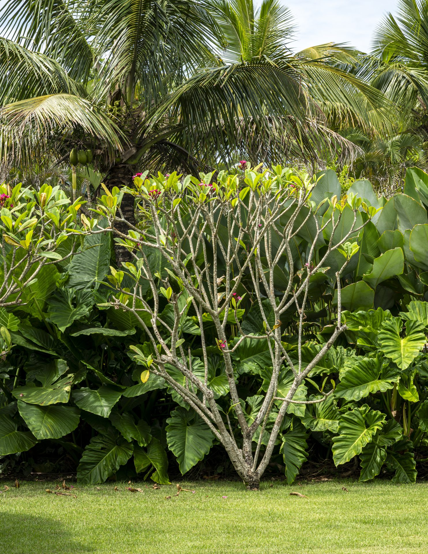 Jardim Casa Sapê